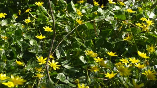 Spring season with blossom of yellow flowers and green leaves, a lonely bee collecting nectar