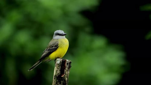 Breathtaking And Beautiful View Of Kingbird