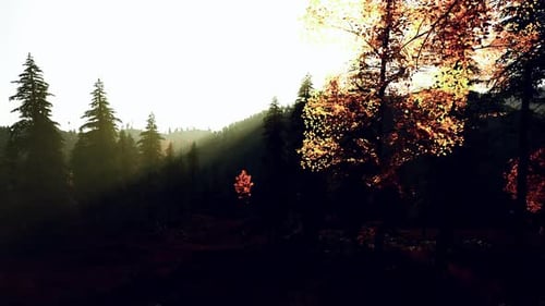 Dawn Glow Forest tôt le matin dans une forêt de pins baignant dans un soleil chaud