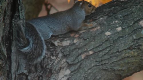 Squirrel Resting on a Tree Branch in the Woods