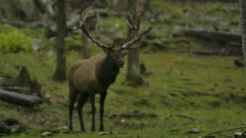 elk bull in the rain pull focus to rain in foreground slomo