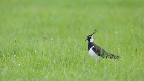 Isolated Kiviet lapwing with long feather crown walking in lush green grass