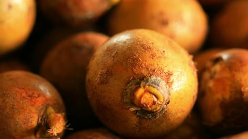Plan rapproché incliné vers le bas du fruit d'un palmier coyol, dans une ferme productrice d'huile