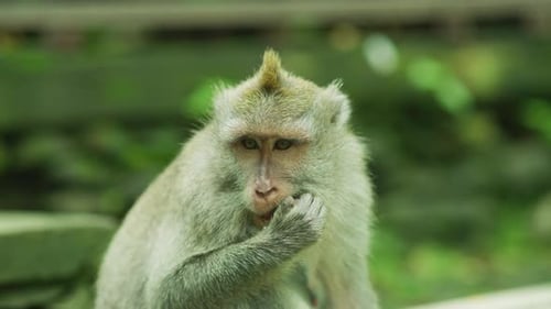 Portrait of Monkey Eating Food in Green Jungle