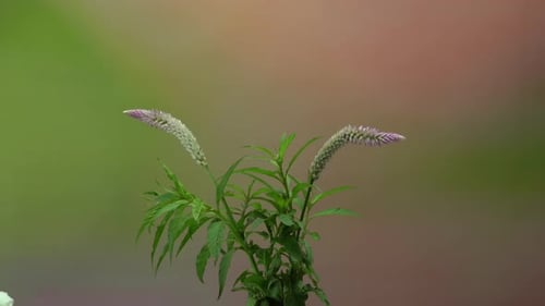 Slow motion video of a hummingbird flying near a flower