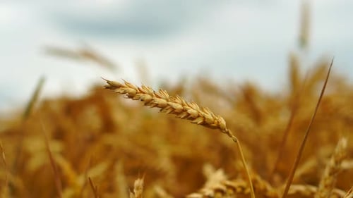 Ripe golden wheat in the field