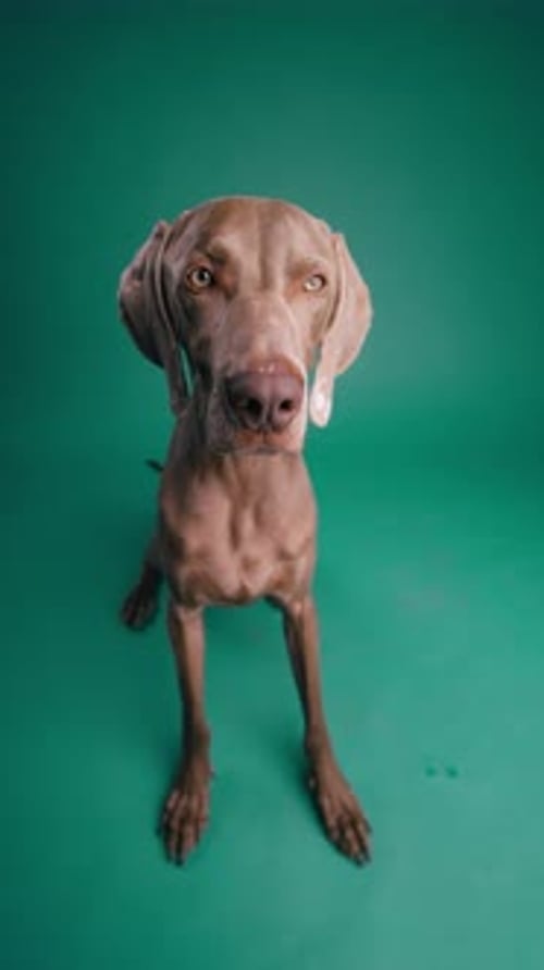 Weimaraner Dog Portrait on Teal Background