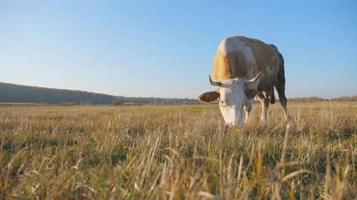 Big Cow Standing Among Field and Eating Fresh Green Grass Cattle Grazing on Pasture Beautiful