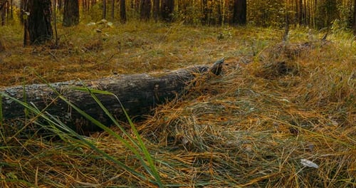 Tranquil Forest Scene at Sunrise or Sunset
