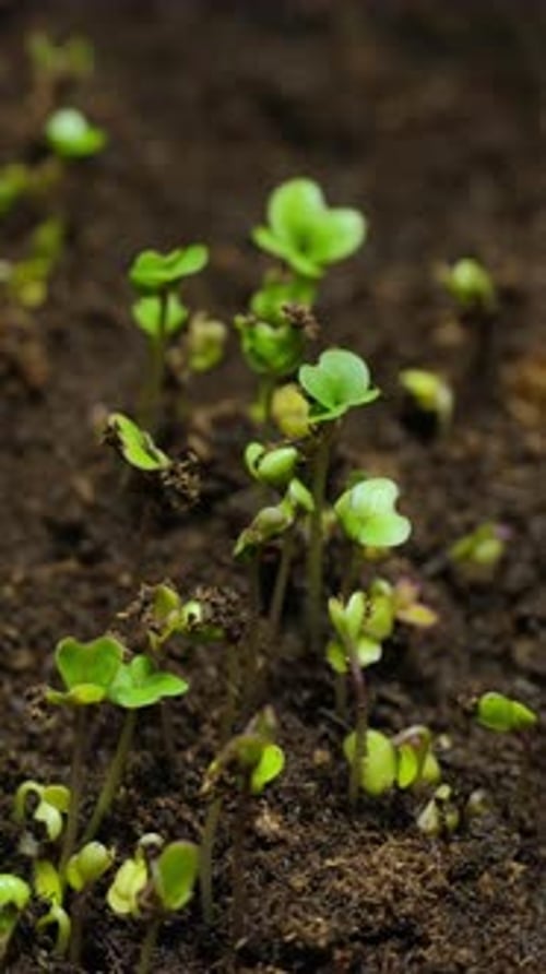 Plant Time Lapse of Seeds Germinating and Growing
