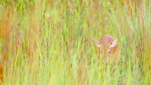 Young Deer Standing in Tall Grass Field