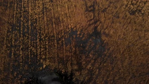 Flying Over Wetlands In Nature Reserve. Aerial Topdown