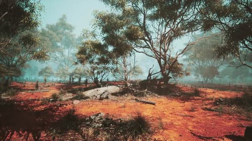 Misty Outback Landscape Animation with Eucalyptus Trees