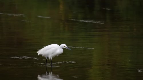 White Little Egret Wading In The Shallow Water Of River To Forage. - tracking shot