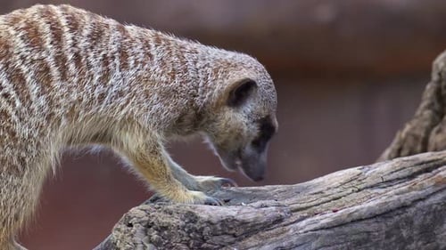 Close up shot of a meerkat (suricata suricatta) actively foraging.