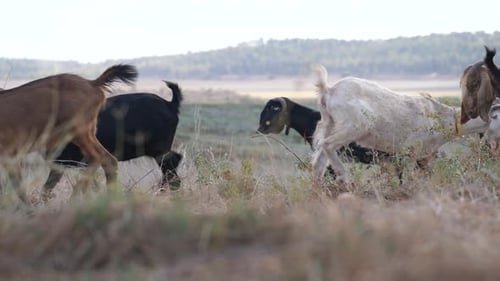 Herd of goats going for a walk