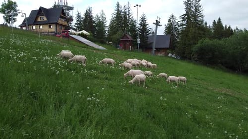 Survol d'un troupeau de moutons paissant sur des terres agricoles près des montagnes des Tatras polonaises, près de Zakopane, Pola