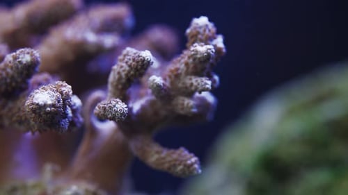 shot of the Acropora Coral in saltwater aquarium