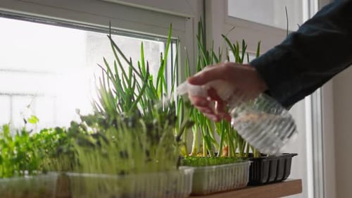 Person Watering Microgreens on a Windowsill Indoors