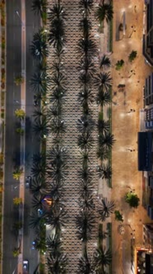 Aerial drone view of people walking on a promenade lined with palm trees near the beach in Alicante,