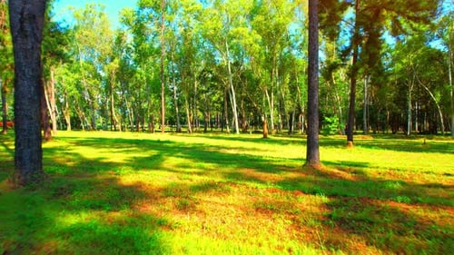 Drone vole dans la forêt de pins au-dessus de la pelouse avec la lumière du soleil
