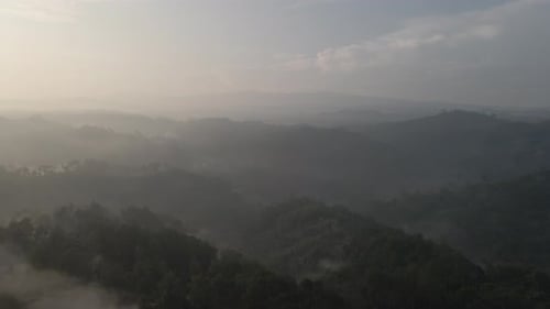 Aerial Foggy green forest with canopies of spruce trees and sunrise rays shining through branches in