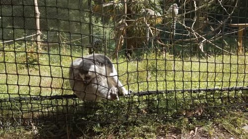 Lemur in captivity trying to get out of its enclosure