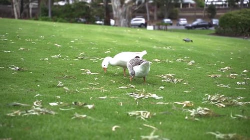 Two Domestic Geese Feeding On Grass At The Park. wide, slow motion