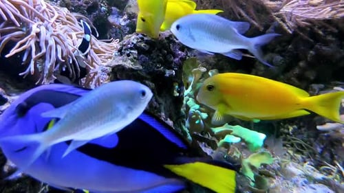 Colorful Tropical Fish in Aquarium. Fish Swimming 60 fps Shot. Underwater World.
