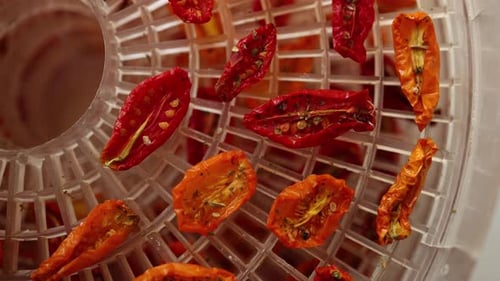 Drying Colorful Cherry Tomatoes in a Dehydrator for Healthy Snacks During Summer