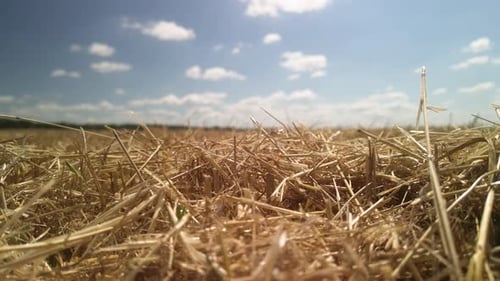 Wheat field aerial view in Ukraine