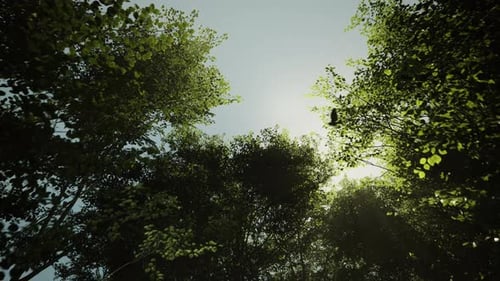 Environnement : séance naturelle