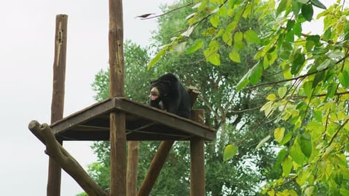 Sun bear at Bali Zoo