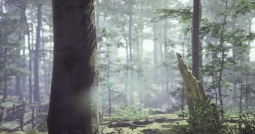 Tranquil Forest Scene with Mist and Tall Trees Revealing Natures Beauty