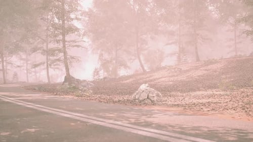 A Tranquil Morning Walk Along Misty Forest Road Surrounded By Trees