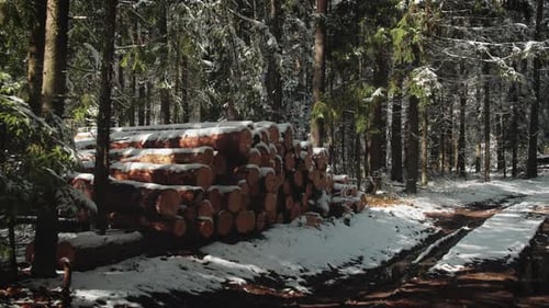 Pile of Logs Piled Up in a Dense Winter Forest