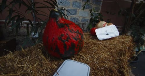 Espèce de citrouille à pois rouges dans une salle d'exposition d'un verger du parc du Retiro à Madrid.