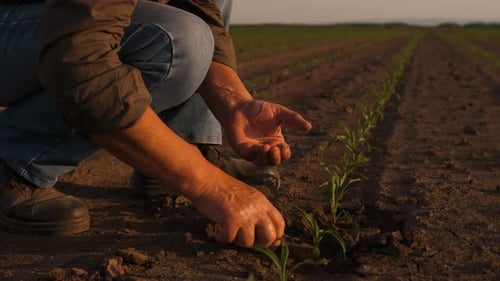 Close up of senior farmer hands examining corn crop at field.
