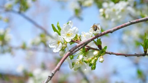 Bee Pollinating White Blossoms on a Sunny Day