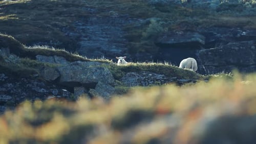 White woolly sheep graze on the rocky mountainous pasture.