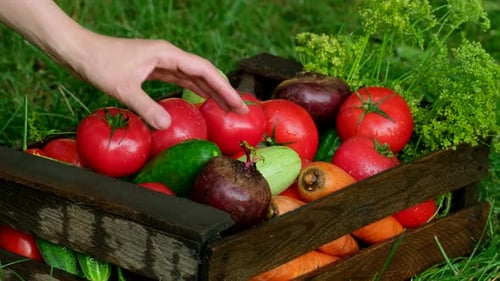 Fresh Vegetables in Wooden Crate on Green Grass
