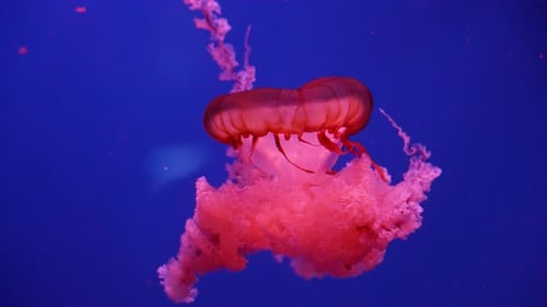 Glühende Quallen schwimmen im Aquarium