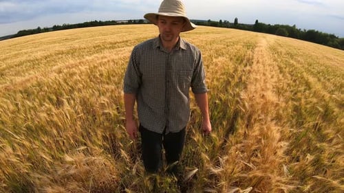 Male Agronomist Walking Among Ripe Wheat Meadow and Examining Cereal Ears of Crop Young Farmer Going