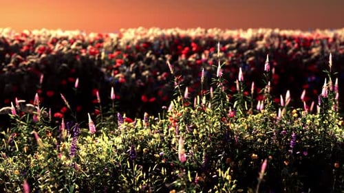 Field with Flowers During Summer Sundown