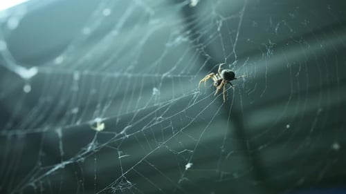 Spider sits on cobweb shimmering in the sun close-up. Spiderweb with little spider swaying