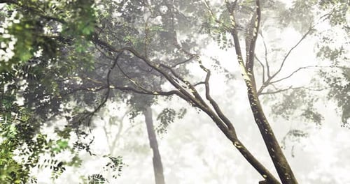 Serene Forest Landscape Enveloped in Morning Mist with Lush Greenery