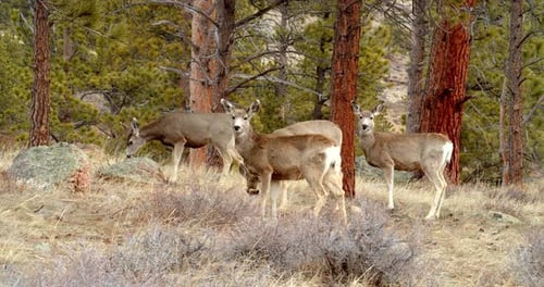 A young white-tailed deer fawn stands peacefully in a snowy forest in winter