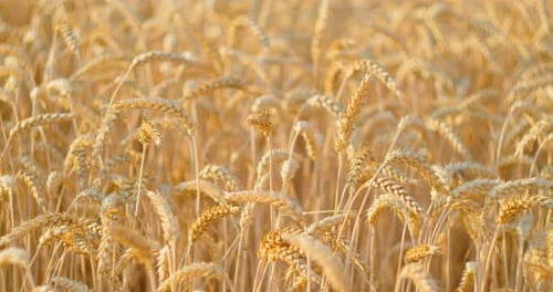 Golden Wheat Field Swaying in the Wind