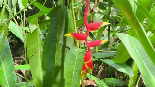 Fleurs tropicales vibrantes d'Heliconia dans le jardin