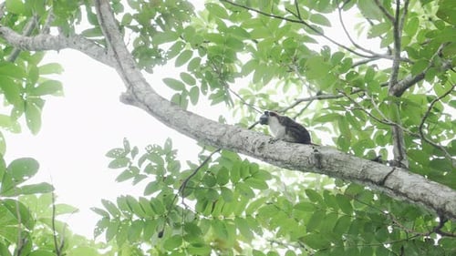 Spider monkey ape primate climbing on branches in jungle rainforest tree, exotic landscape nature
